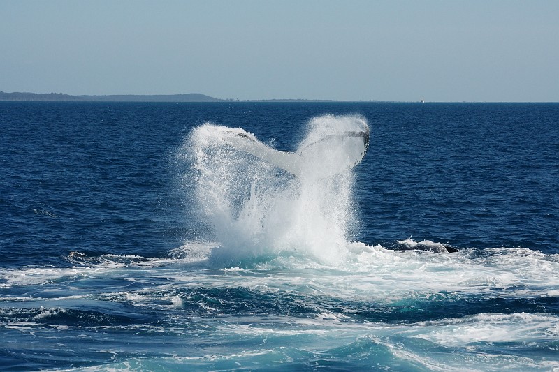 2009-11-06 22-04-28_1.jpg - Buckelwal Flosse in der "Harvey Bay"